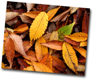 Feuilles d'automne de différentes couleurs